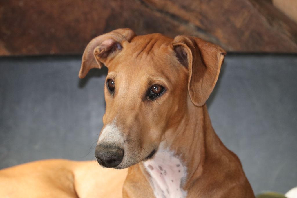 christcile's - Chiot disponible  - Greyhound